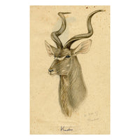 Leland M. Dundas, Greater Kudu, Africa – Original 1927 watercolour painting