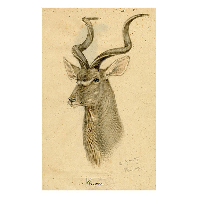 Leland M. Dundas, Greater Kudu, Africa – Original 1927 watercolour painting