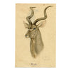 Leland M. Dundas, Greater Kudu, Africa – Original 1927 watercolour painting