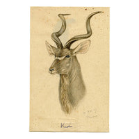 Leland M. Dundas, Greater Kudu, Africa – Original 1927 watercolour painting