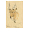 Leland M. Dundas, Young Bull Eland Antelope, Africa – 1927 watercolour painting