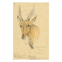 Leland M. Dundas, Young Bull Eland Antelope, Africa – 1927 watercolour painting