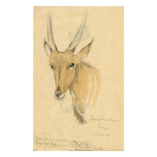 Leland M. Dundas, Young Bull Eland Antelope, Africa – 1927 watercolour painting