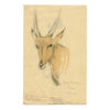 Leland M. Dundas, Young Bull Eland Antelope, Africa – 1927 watercolour painting