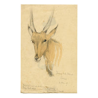 Leland M. Dundas, Young Bull Eland Antelope, Africa – 1927 watercolour painting
