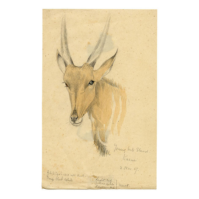 Leland M. Dundas, Young Bull Eland Antelope, Africa – 1927 watercolour painting
