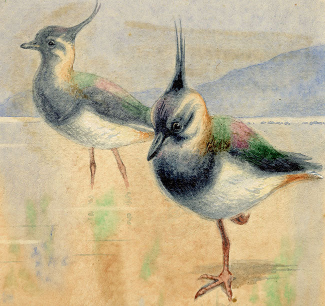Leland M. Dundas, Lapwing Birds – Original 1920s watercolour painting