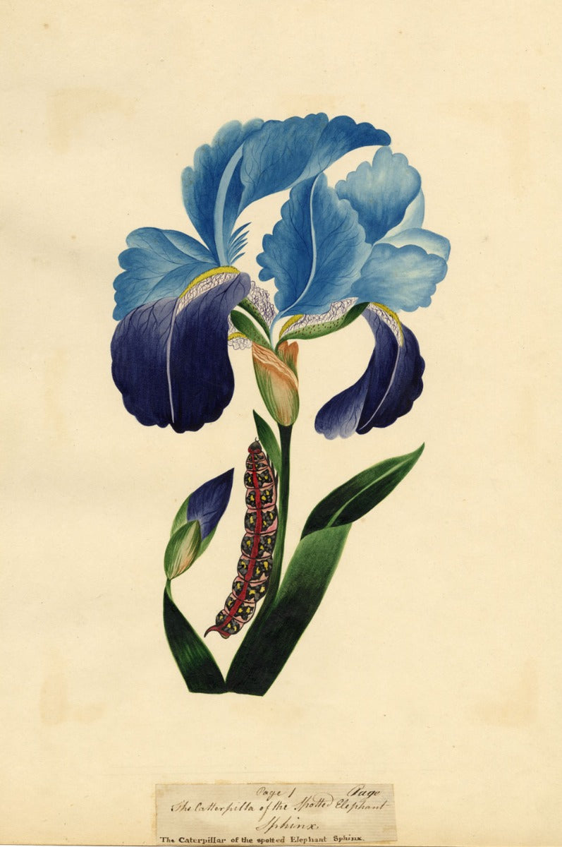 J. McA, Iris with Caterpillar of the Spotted Elephant Sphinx – c.1810s painting