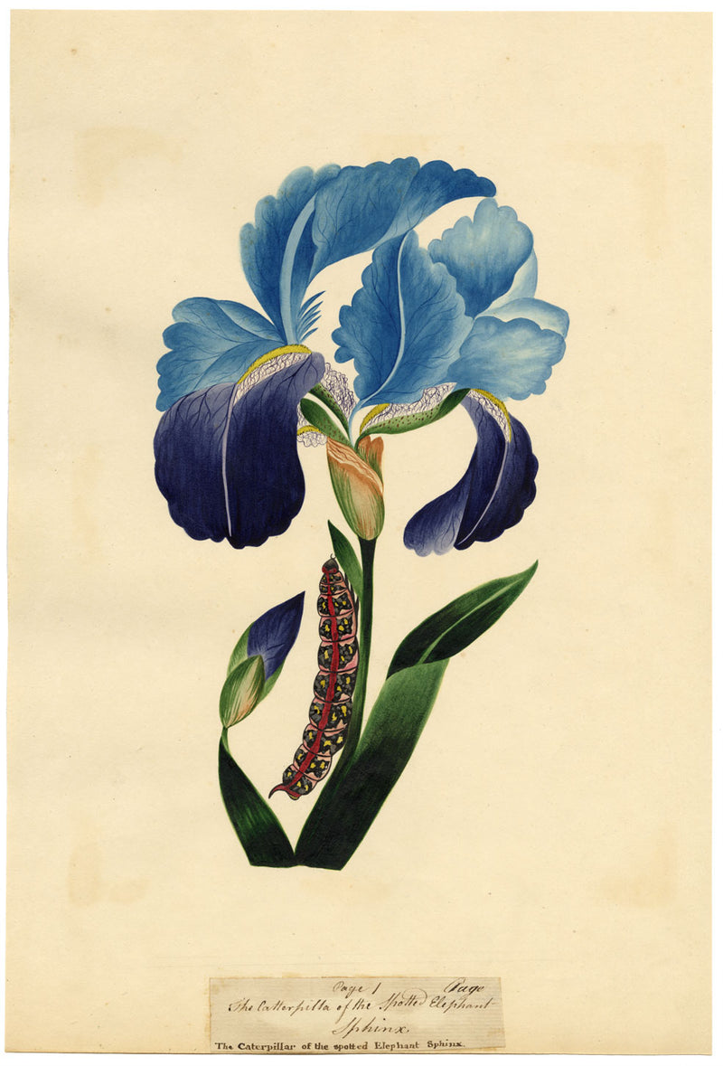 J. McA, Iris with Caterpillar of the Spotted Elephant Sphinx – c.1810s painting