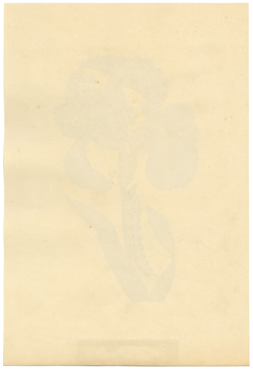 J. McA, Iris with Caterpillar of the Spotted Elephant Sphinx – c.1810s painting