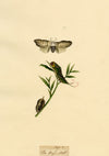 J. McA, Puss Moth Life Cycle Study – Original c.1810s watercolour painting