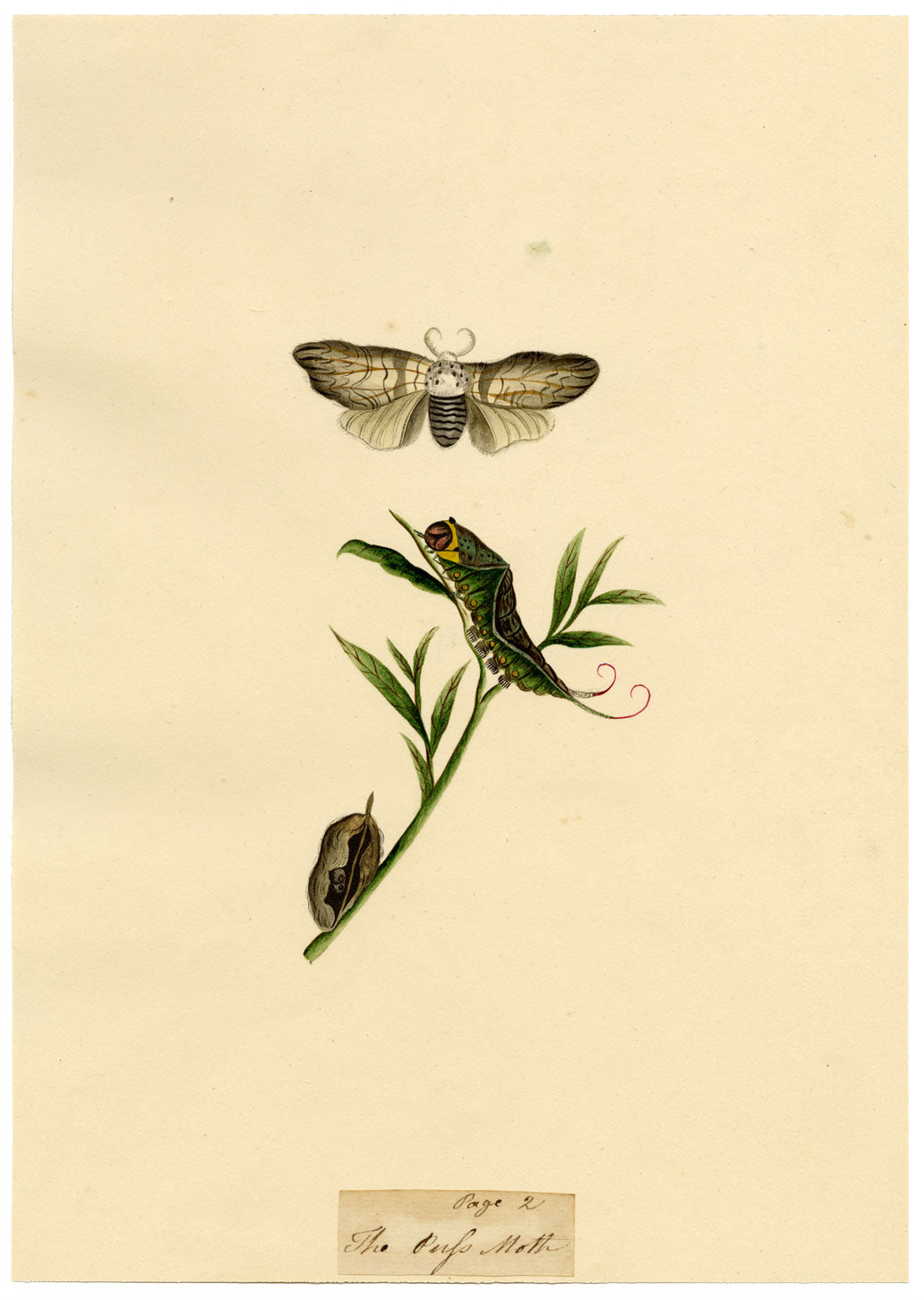 J. McA, Puss Moth Life Cycle Study – Original c.1810s watercolour painting