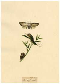 J. McA, Puss Moth Life Cycle Study – Original c.1810s watercolour painting