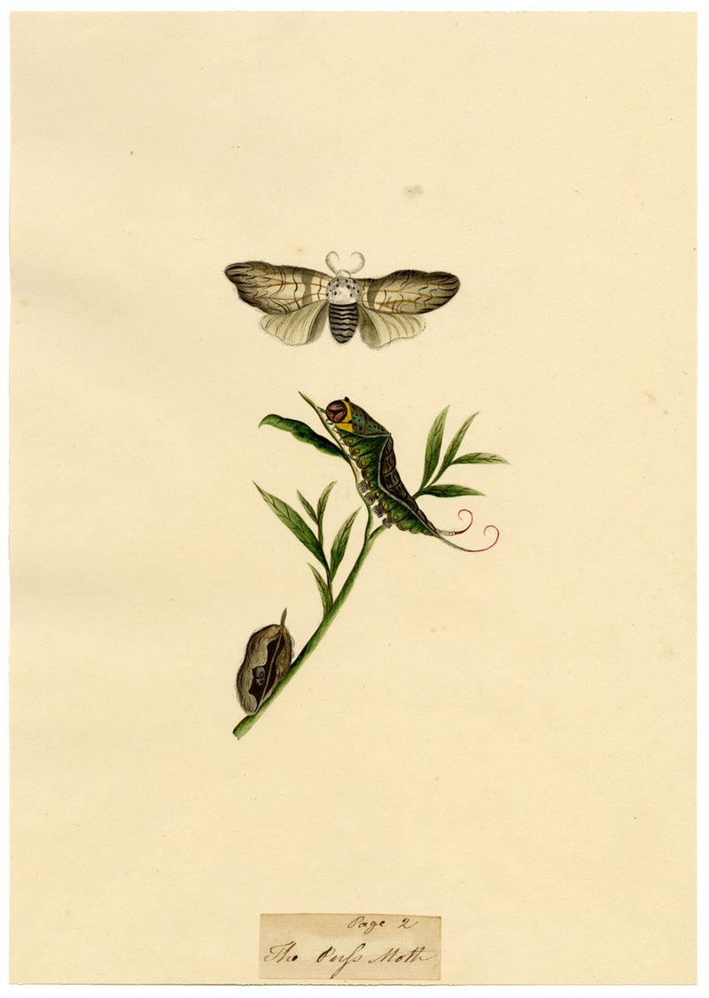 J. McA, Puss Moth Life Cycle Study – Original c.1810s watercolour painting