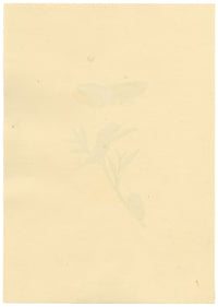 J. McA, Puss Moth Life Cycle Study – Original c.1810s watercolour painting