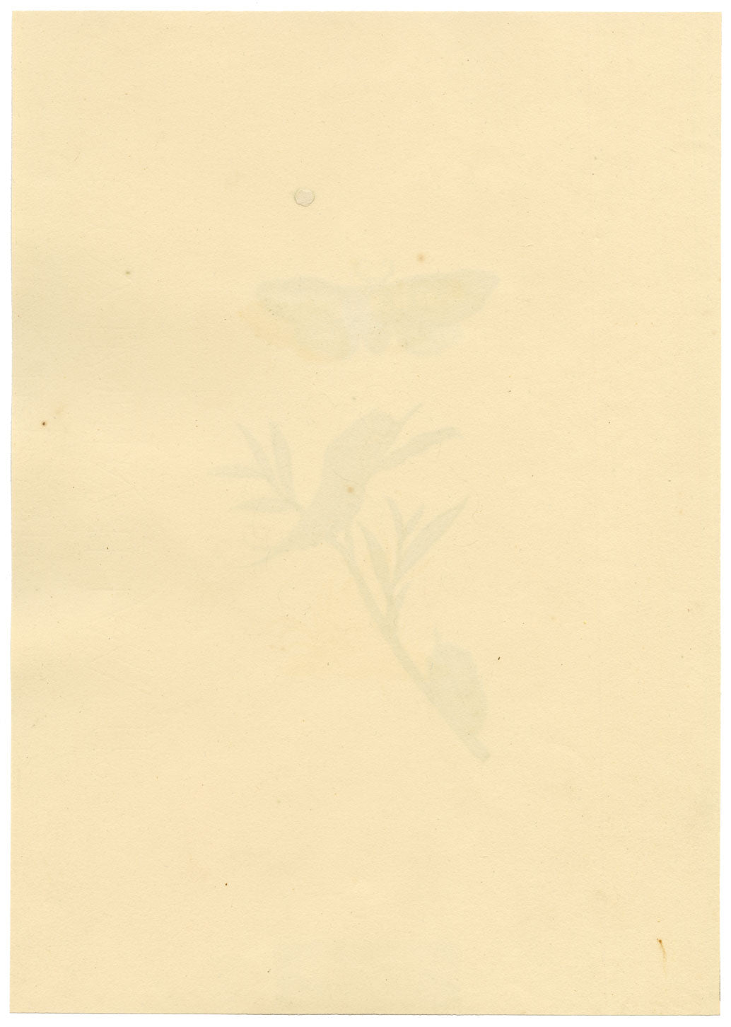 J. McA, Puss Moth Life Cycle Study – Original c.1810s watercolour painting