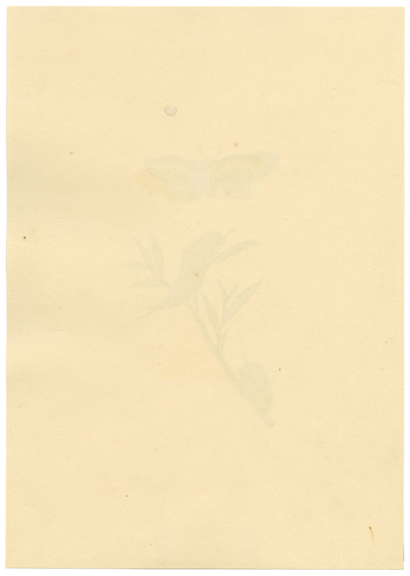 J. McA, Puss Moth Life Cycle Study – Original c.1810s watercolour painting