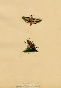 J. McA, Elephant Hawk Moth & Cocoon Study – c.1810s watercolour painting