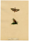 J. McA, Elephant Hawk Moth & Cocoon Study – c.1810s watercolour painting