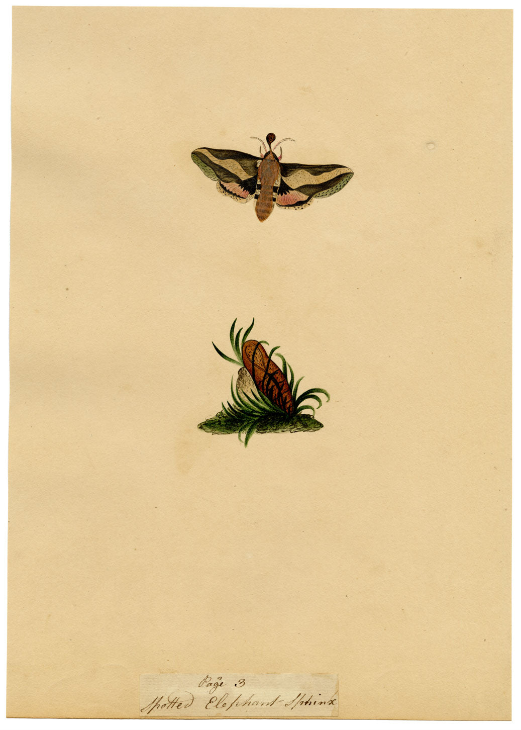 J. McA, Elephant Hawk Moth & Cocoon Study – c.1810s watercolour painting