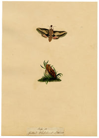 J. McA, Elephant Hawk Moth & Cocoon Study – c.1810s watercolour painting