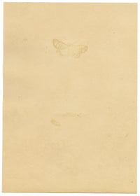 J. McA, Elephant Hawk Moth & Cocoon Study – c.1810s watercolour painting