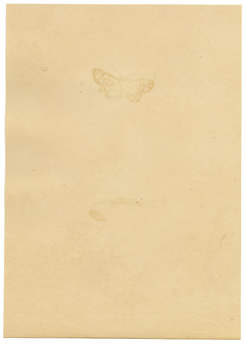 J. McA, Elephant Hawk Moth & Cocoon Study – c.1810s watercolour painting