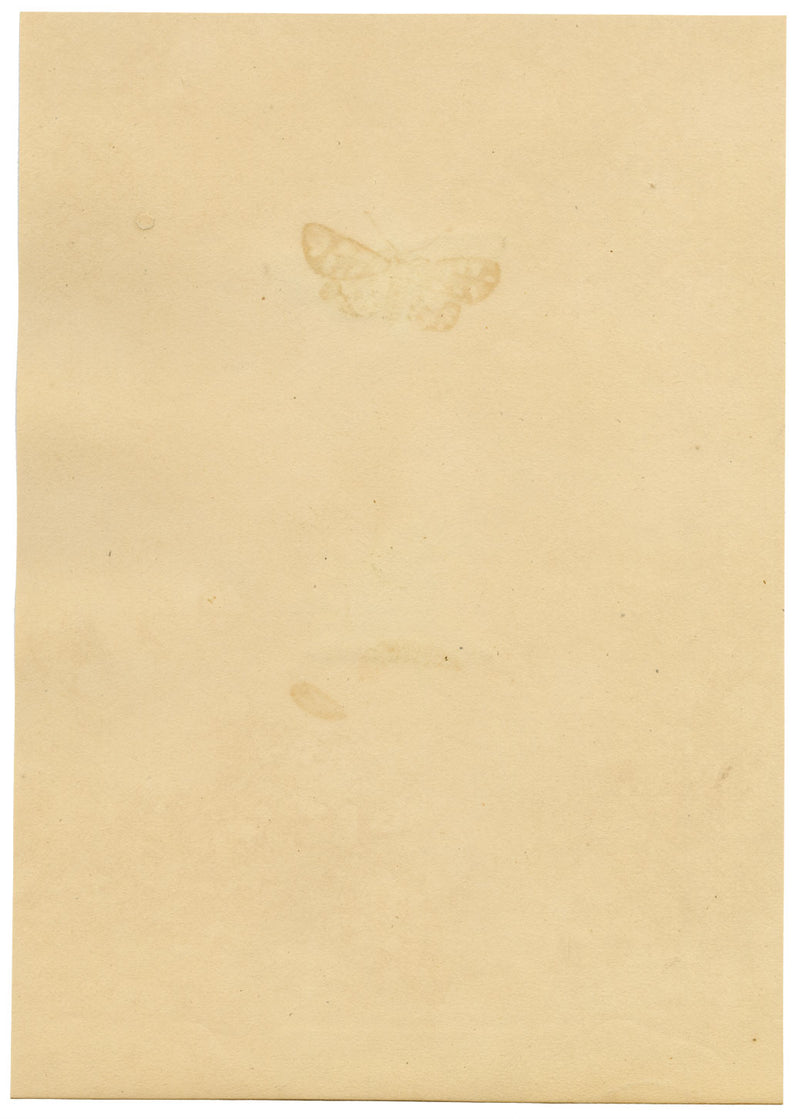 J. McA, Elephant Hawk Moth & Cocoon Study – c.1810s watercolour painting