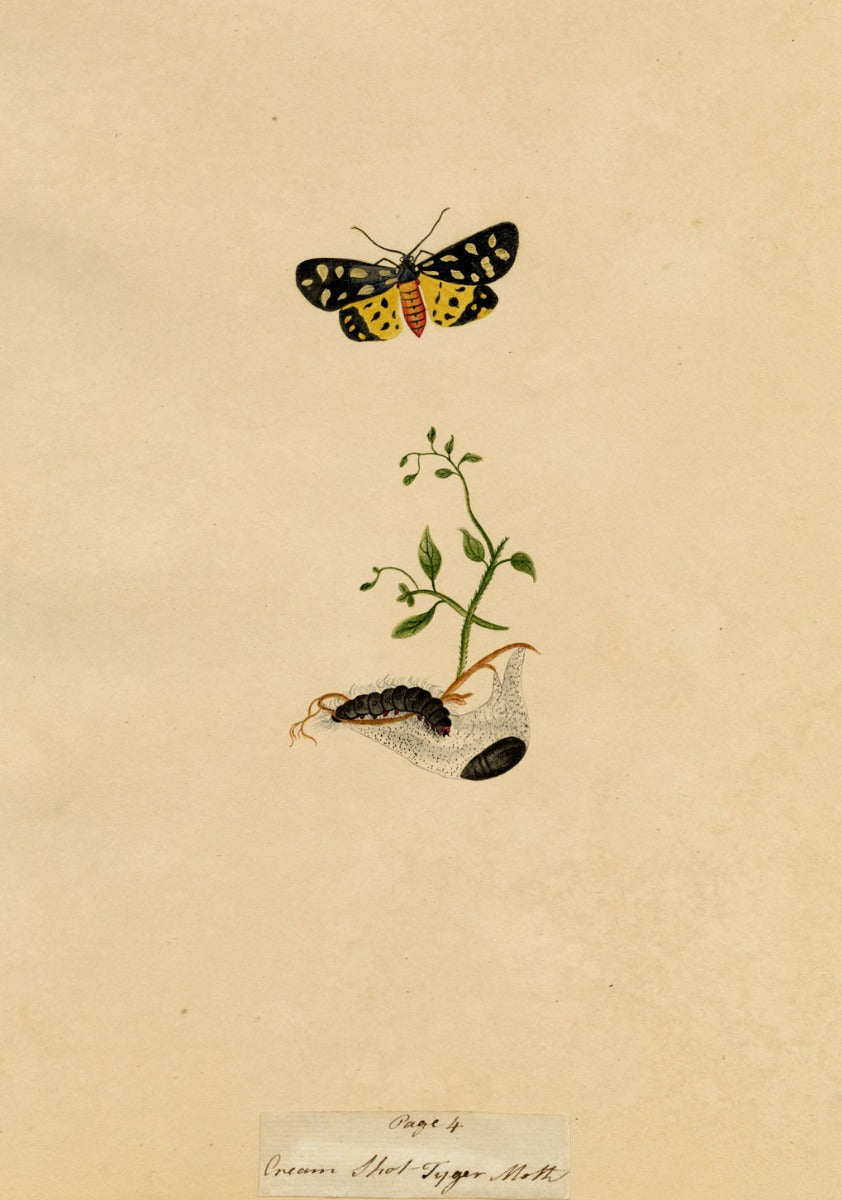 J. McA, Cream-spot Tiger Moth & Caterpillar Study – c.1810s watercolour painting
