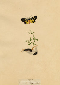 J. McA, Cream-spot Tiger Moth & Caterpillar Study – c.1810s watercolour painting