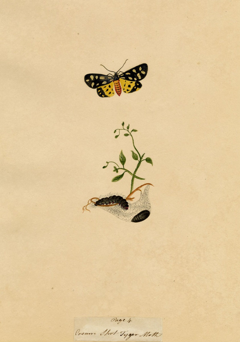 J. McA, Cream-spot Tiger Moth & Caterpillar Study – c.1810s watercolour painting