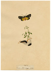 J. McA, Cream-spot Tiger Moth & Caterpillar Study – c.1810s watercolour painting