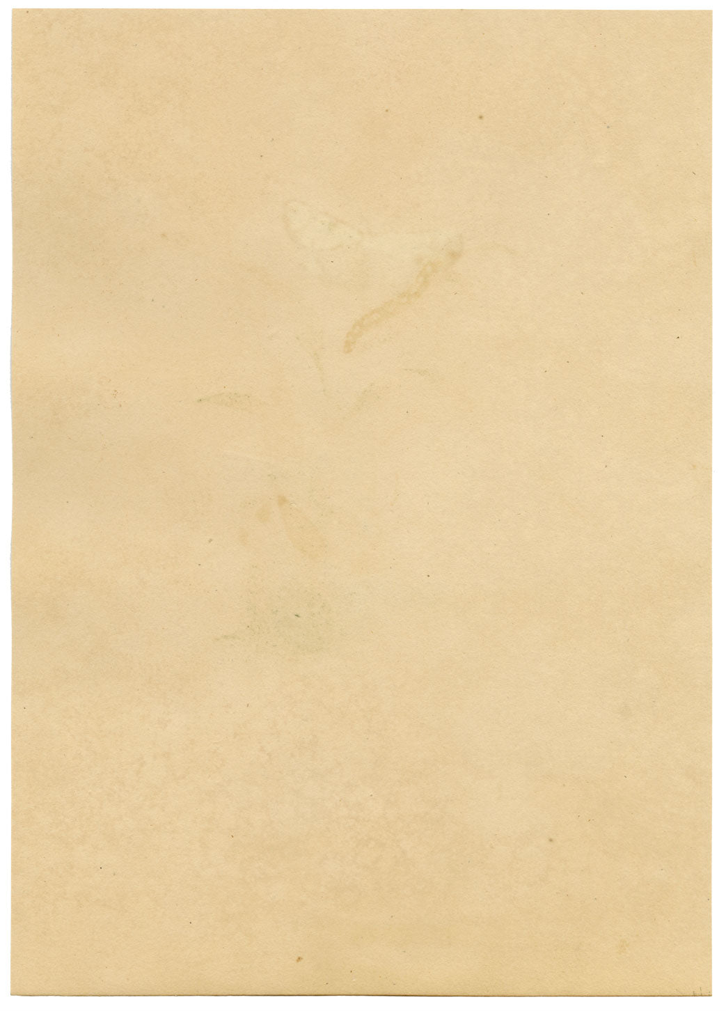 J. McA, Cream-spot Tiger Moth & Caterpillar Study – c.1810s watercolour painting