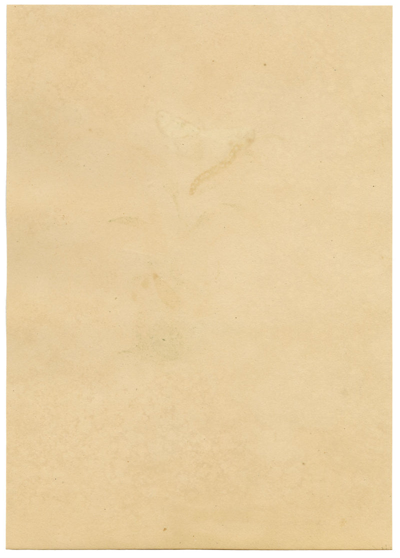 J. McA, Cream-spot Tiger Moth & Caterpillar Study – c.1810s watercolour painting