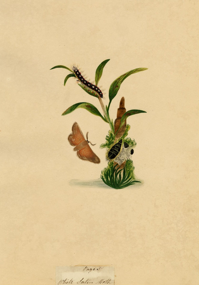 J. McA, White Satin Moth & Caterpillar Study – c.1810s watercolour painting