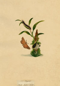 J. McA, White Satin Moth & Caterpillar Study – c.1810s watercolour painting