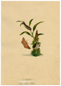 J. McA, White Satin Moth & Caterpillar Study – c.1810s watercolour painting