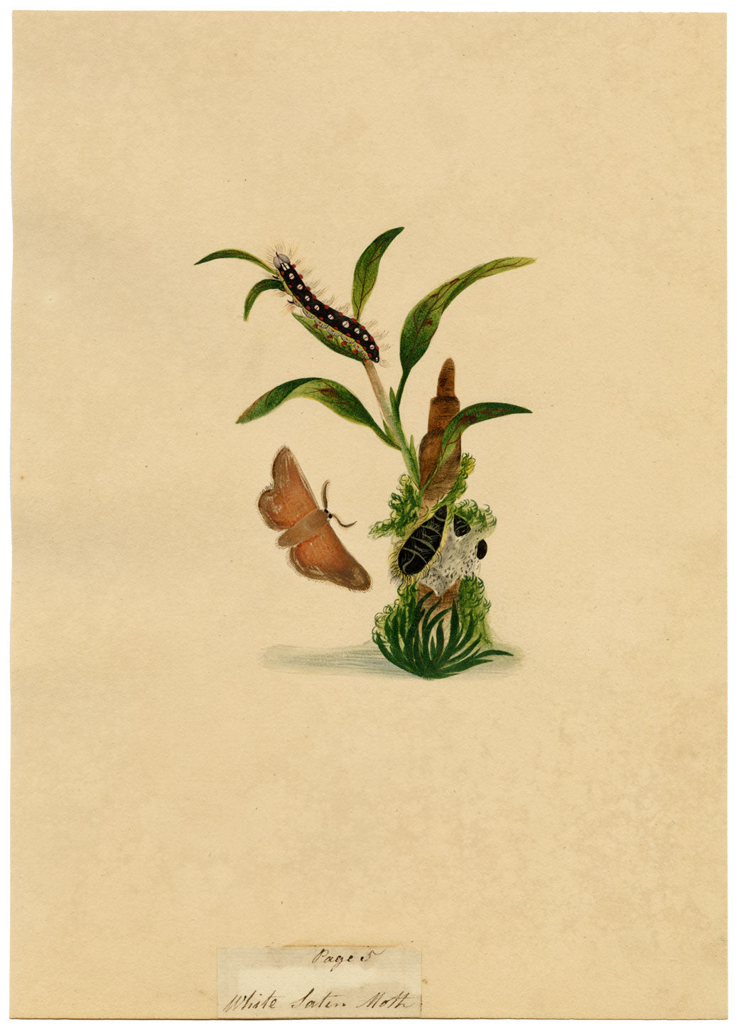 J. McA, White Satin Moth & Caterpillar Study – c.1810s watercolour painting