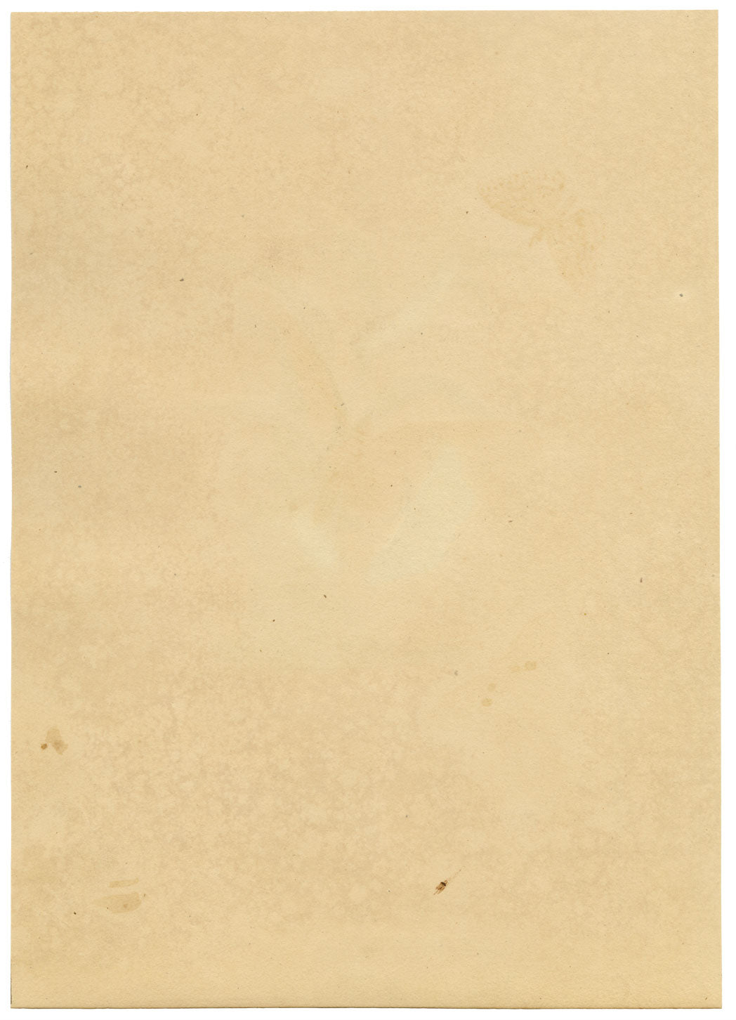 J. McA, White Satin Moth & Caterpillar Study – c.1810s watercolour painting