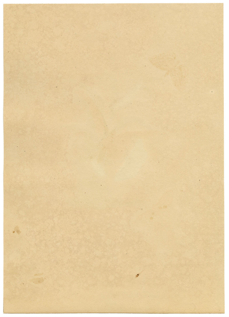 J. McA, White Satin Moth & Caterpillar Study – c.1810s watercolour painting