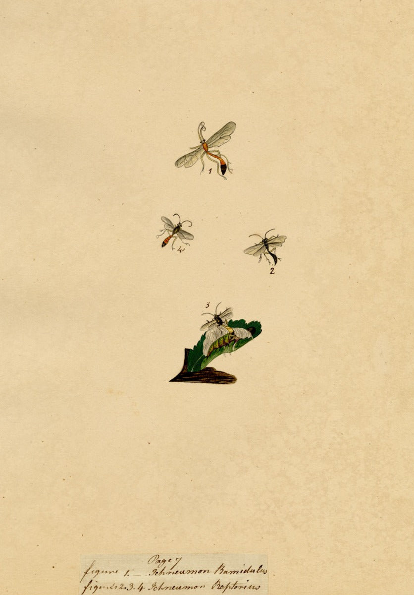 J. McA, Wasp Study, Ichneumon ramidulus & raptorius –c1810s watercolour painting