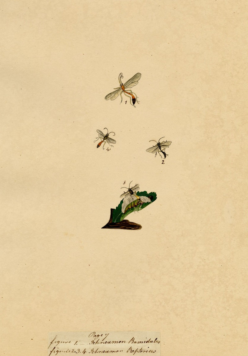 J. McA, Wasp Study, Ichneumon ramidulus & raptorius –c1810s watercolour painting
