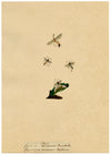 J. McA, Wasp Study, Ichneumon ramidulus & raptorius –c1810s watercolour painting