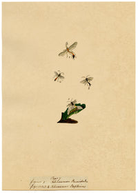 J. McA, Wasp Study, Ichneumon ramidulus & raptorius –c1810s watercolour painting