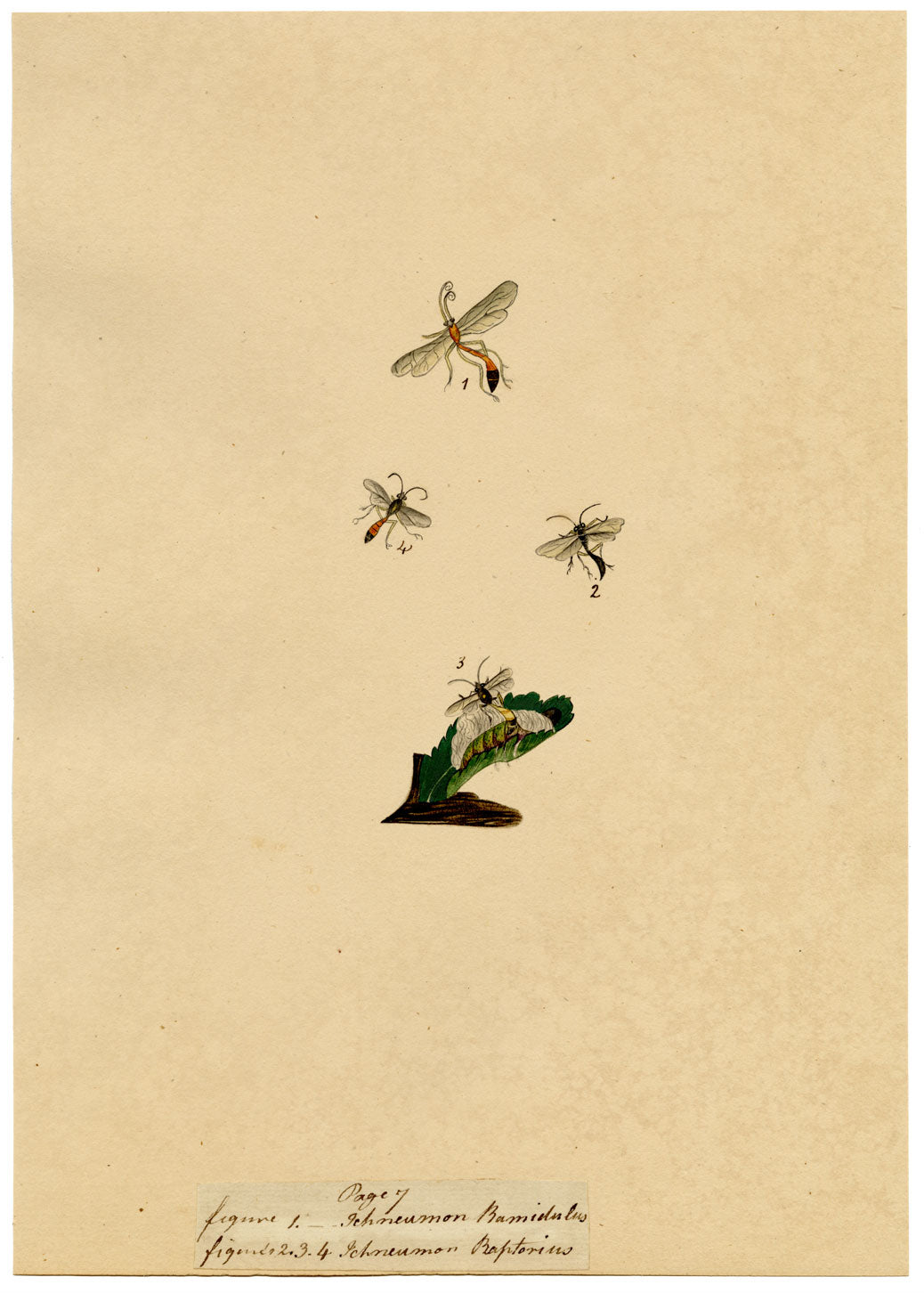 J. McA, Wasp Study, Ichneumon ramidulus & raptorius –c1810s watercolour painting