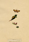 J. McA, Pebble Prominent Moth Life Cycle – Original c.1810s watercolour painting
