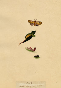 J. McA, Pebble Prominent Moth Life Cycle – Original c.1810s watercolour painting