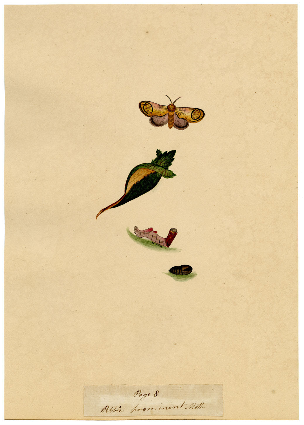 J. McA, Pebble Prominent Moth Life Cycle – Original c.1810s watercolour painting