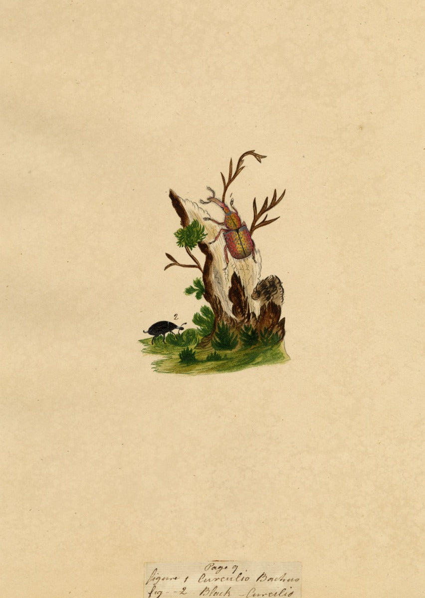 J. McA, Weevil Beetle Insect Study Curculio bacchus –c1810s watercolour painting