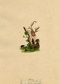 J. McA, Weevil Beetle Insect Study Curculio bacchus –c1810s watercolour painting